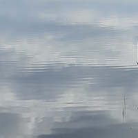 Honey-Steini's Avatar