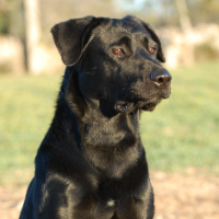 noupossed的化身